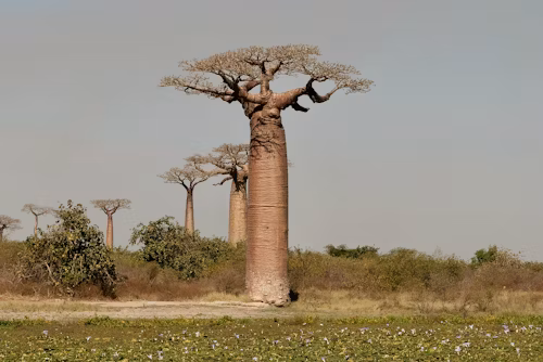 Projet Sauvegarde Baobabs
