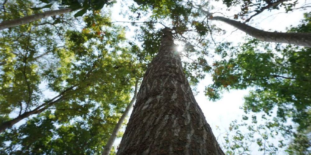 Acajou du Brésil - Arbre de Colombie
