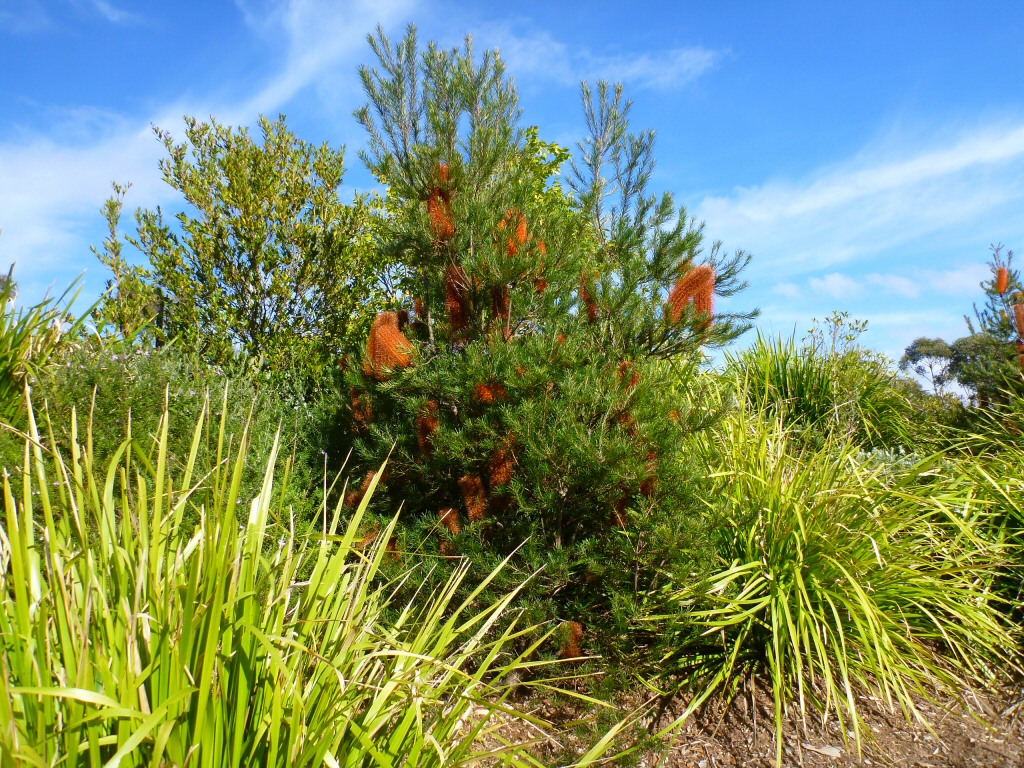 Banksia géant - Arbre de Australie
