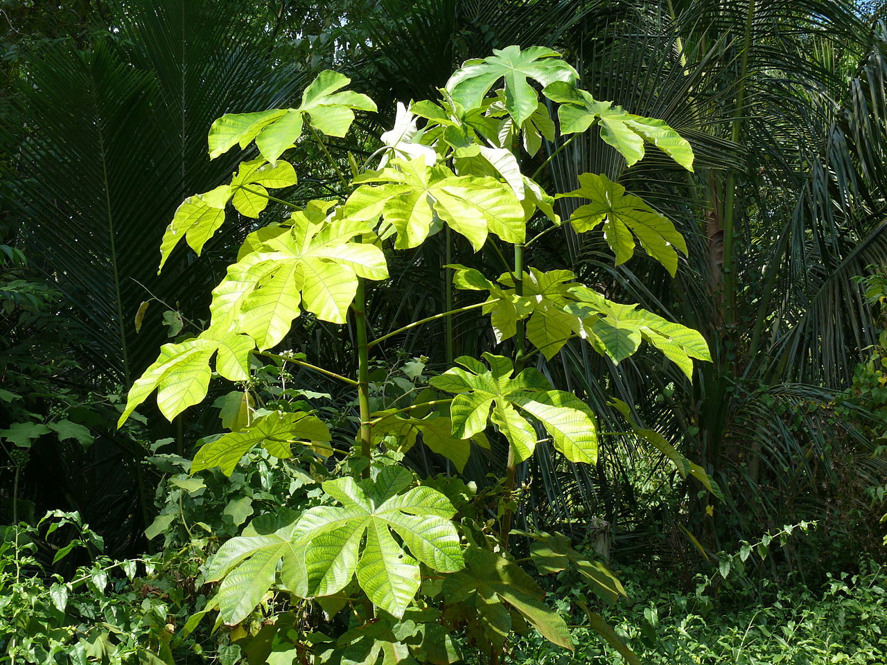 Cecropia - Arbre de Colombie