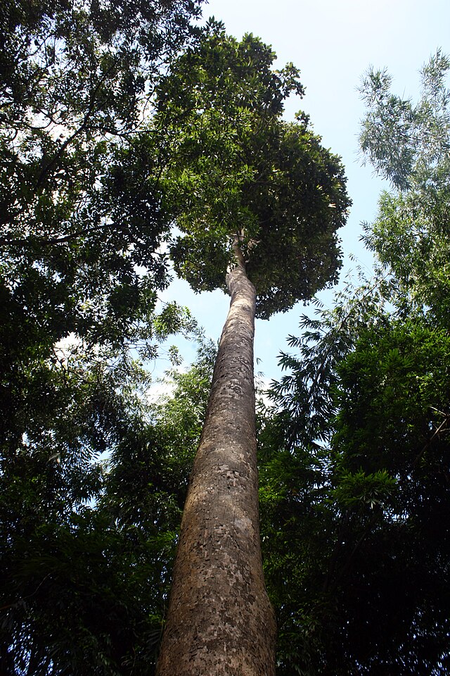 Dipterocarpus - Arbre de Indonésie