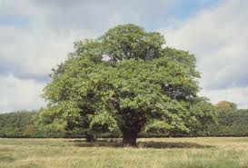 Narra philippin - Arbre de Philippines