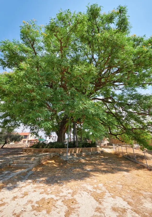 Palissandre - Arbre de Brésil