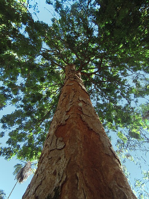 Pau-brasil - Arbre de Pérou